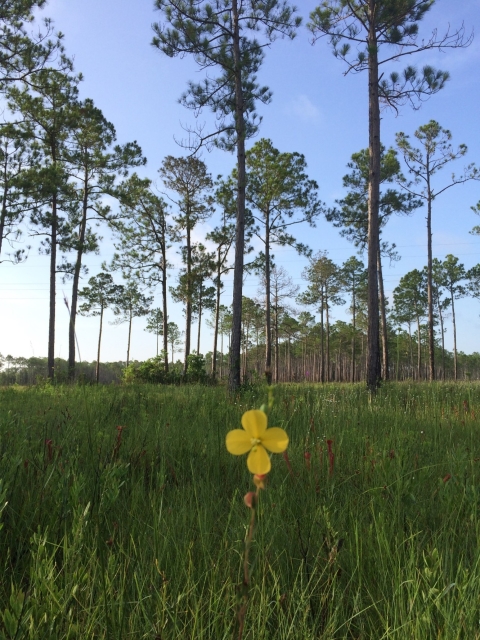 Wet pine savannah habitat