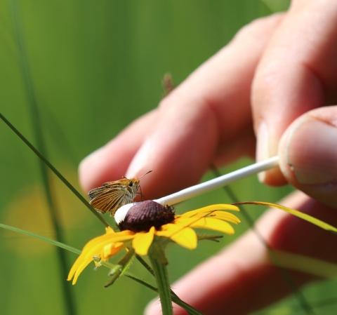 Close-up of a person using a cotton swab to gently handle a small brown butterfly perched on the dark center of a yellow wildflower, surrounded by green grass.