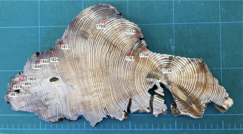 Image of a cross section of a tree that shows growth rings and text tags from the year 1736 to 1887