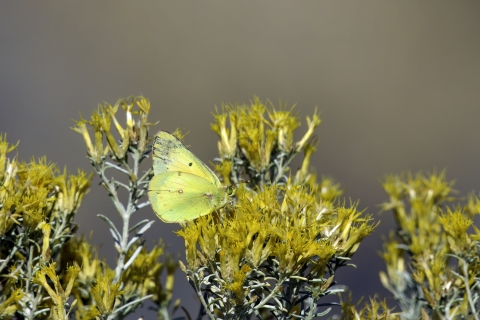 Sulphur Butterfly on Blooming Rabbitbrush