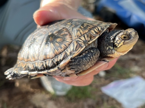 a close up of a headstarted blanding's turtle in researcher's hands