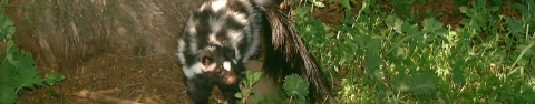 a black and white skunk stands near a tree trunk in a forest
