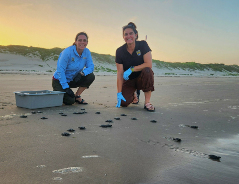 Staff from the Texas Parks and Wildlife Department and Coastal Program release Kemp’s ridley hatchlings at Padre Island National Seashore.