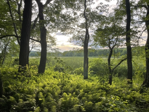 A view of a wetland from a wooded area, with ferns carpeting the ground. The sun is beginning to set over the wetland.
