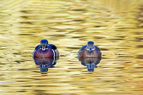 Late Afternoon Wood Ducks