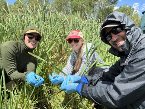 Three people kneel in a grassy field, wearing gloves and gently holding Wyoming toads as they prepare to release them; all three look toward the camera.