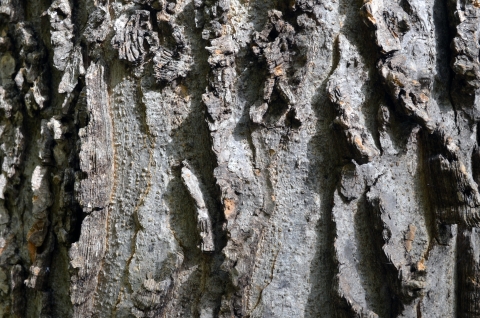 Photo of grey bark up close to a tree
