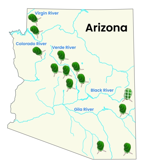a map of the state of Arizona showing rivers and illustrations of 13 springsnail found throughout the state