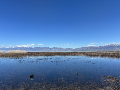 Wetland with tall grasses and distant snow-capped mountains under a clear sky