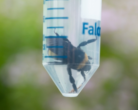 Black and gold bumble bee inside a clear plastic tube used for safe capture and handling by trained agency staff.