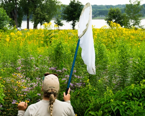 Trained agency staff member stands in a field of tall yellow wildflowers near a river, holding a large net, preparing to capture bumble bees for tagging.