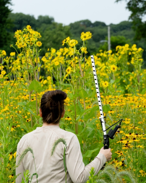 Trained agency staff member holds a tracking antenna among tall yellow wildflowers, searching for tagged bumble bees.