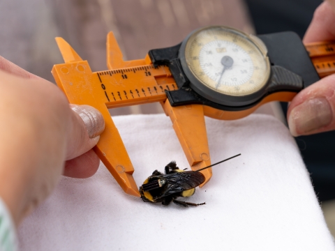 Trained agency staff member measures a tagged black and gold bumble bee using orange calipers on a white cloth.