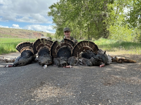 Image of adult man smiling behind vertical line of illegally killed turkeys on ground with sky and hills in background