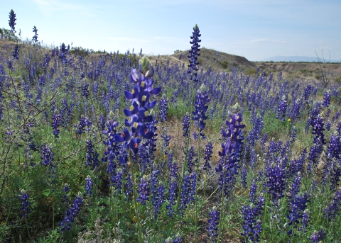 A field of deep purple flowers bloom in the mountain desert.