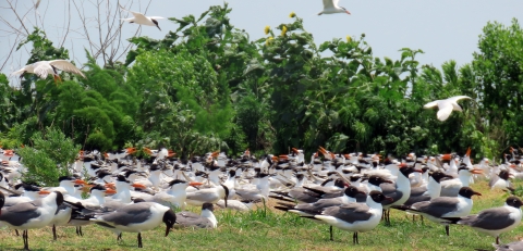Birds nesting on Dickinson Island 2