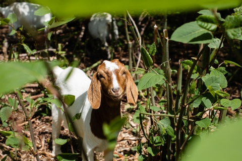 A brown-and-white spotted goat peers at the camera while munching on a leaf