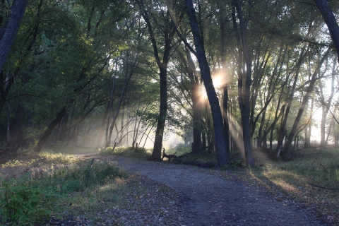 An image of trees with fog in the air. A trail cuts through the middle with fallen leaves at its side.