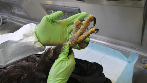 A Wildlife Repository Specialist examines the talon of a bald eagle