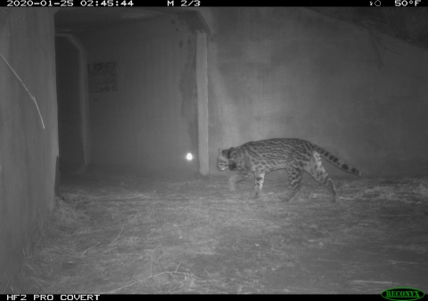 A motion activated trail camera captures an ocelot walking toward a wildlife underpass at night.