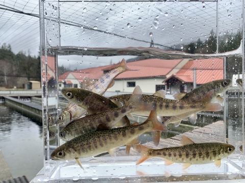 Juvenile coho salmon in a small fish tank with the Quilcene National Fish Hatchery facility in the background.