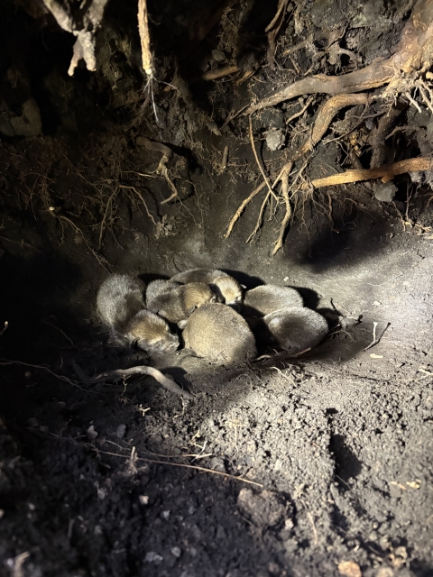 a pile of small red wolf pups inside a den