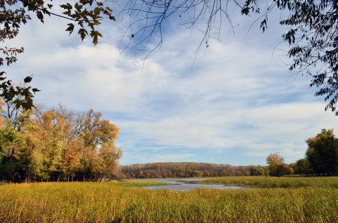 Image of tall grass and wetlands with forests in the background.