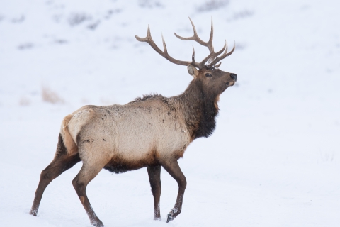 Antlered elk in snowy field