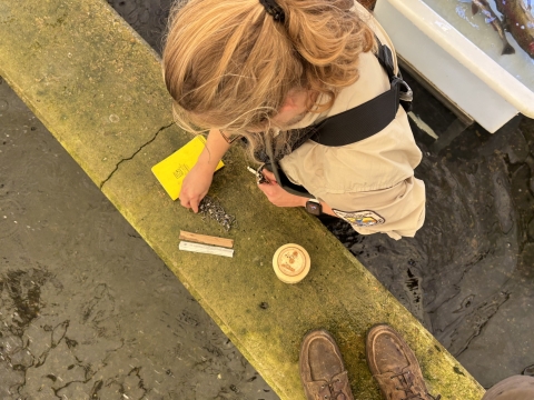 A woman organizes small metal tags on a raceway sidewall. 