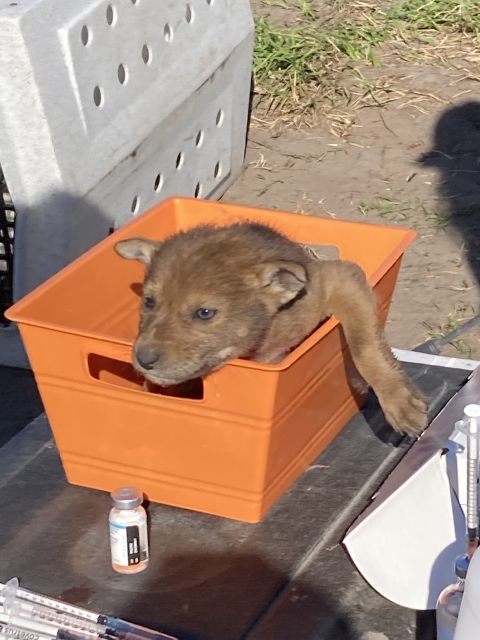 a small red wolf pup in an orange bin