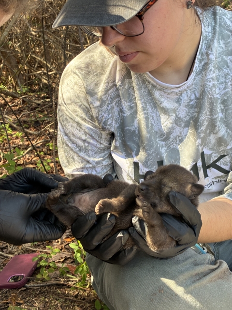 a biologist hold s a small pup while a veterinarian examines it