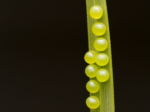 Mitchell's satyr eggs on a plant