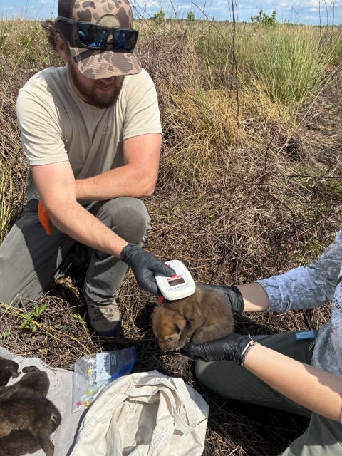 A biologist hold a scanner up to a pup being held by another biologist