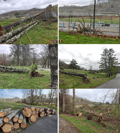 Blown over and fallen limbs of trees 