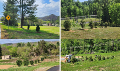 Four Pictures of the new planted trees