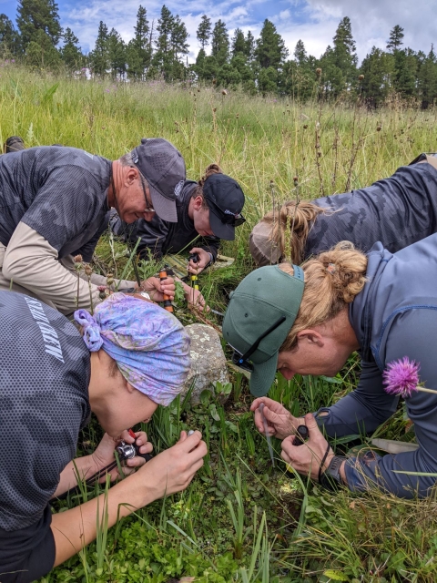 Crouched in the grass at the edge of the spring and with their faces close to the ground, the field team uses hand lens and flashlights to confirm the identity of the Three Forks springsnail