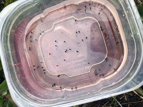 A close-up of a plastic container used for carrying lunches, but instead, this container has many black dots that are actually Three Forks springsnails
