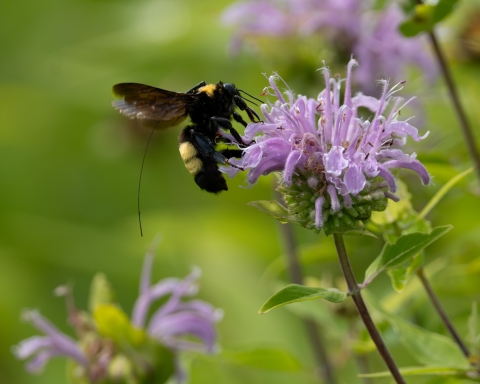 Black and gold bumble bee with a tracking device attached, collecting nectar from a purple flower.