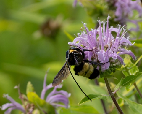 Tagged black and gold bumble bee feeding on a purple flower, showing the tracking device on its back.