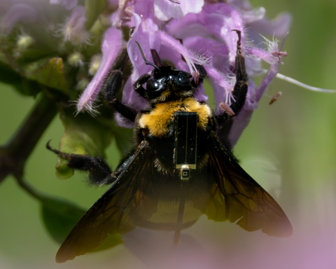 Close-up of a tagged black and gold bumble bee clinging to a purple flower, tracking device prominent.