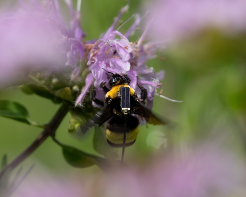 Close-up of a tagged black and gold bumble bee clinging to a purple flower, tracking device prominent.