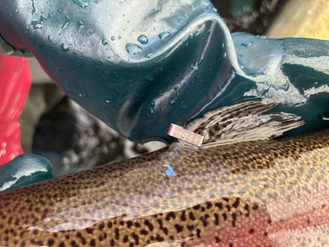 A rainbow trout dorsal fin has a small silver tag with the number 0934 attatched.