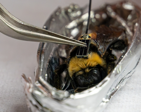 Close-up of tweezers placing a tracking device onto a black and gold bumble bee in a foil cradle.