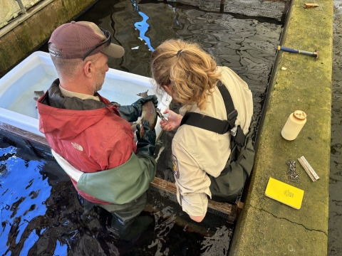 A man standing in a concrete raceway holds a sedated rainbow trout, while a woman carefully attaches a tag to its dorsal fin.