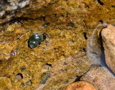 Through calm, clear waters, an emerald-green spiral springsnail is shown, sitting on a tan rock with holes.