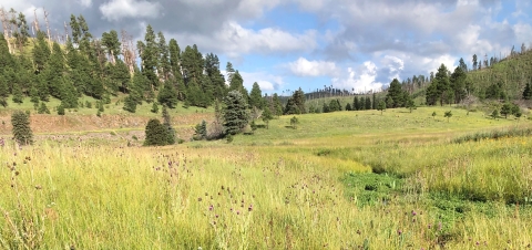 High mountain prairie with trees in the background on a cloudy day