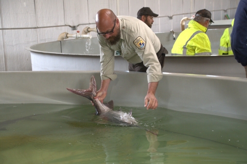 Worker in uniform handling a paddlefish in a large indoor tank with others facing away in the background