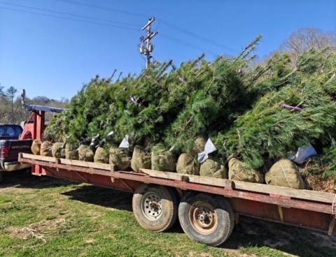 New Trees being delivered on trailer