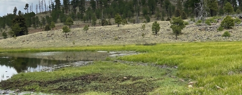The endangered Three Forks springsnail shown in a still spring.