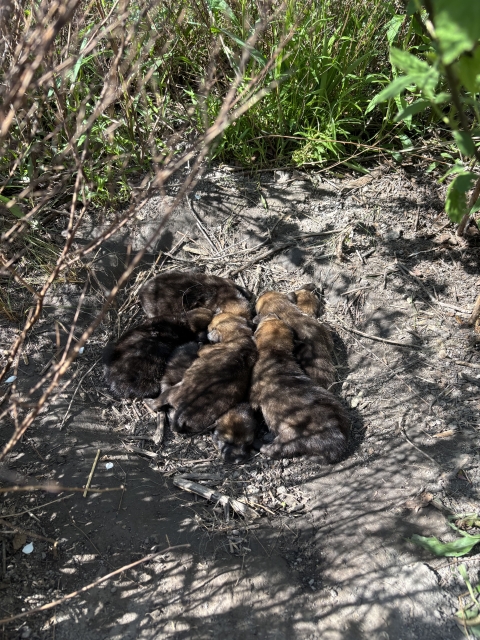 a number of small red wolf pups in a depression in the ground